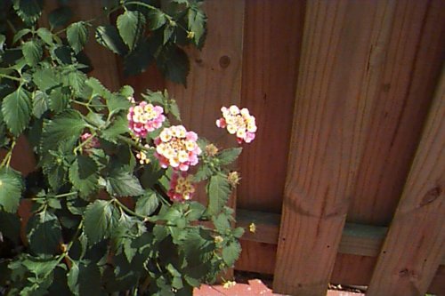 lantana