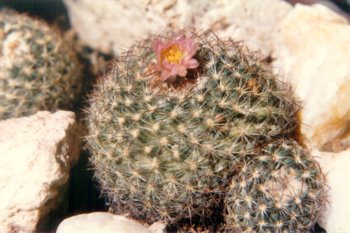Cactus