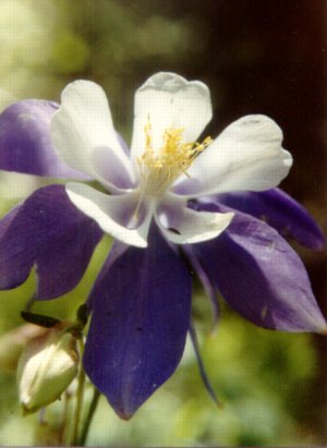 Columbine
