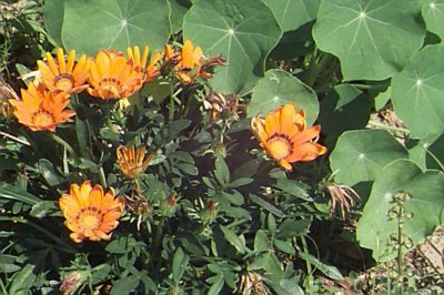 daisy type flowers