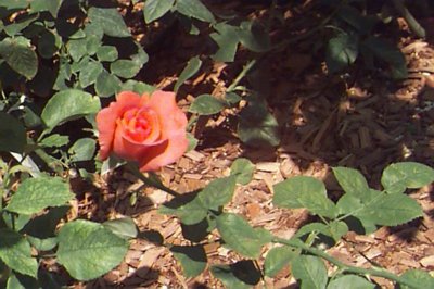 rose