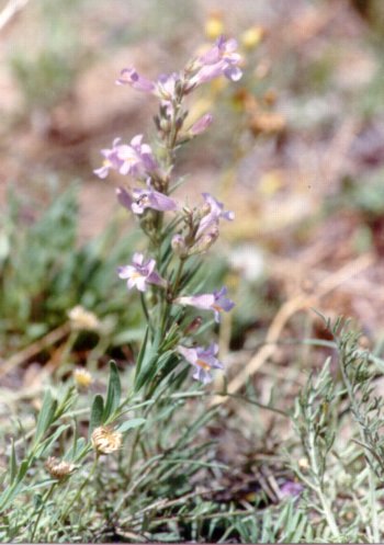 Wildflowers