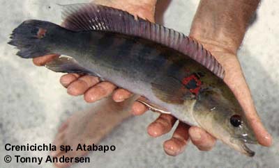 Crenicichla sp. Rio Atabapo