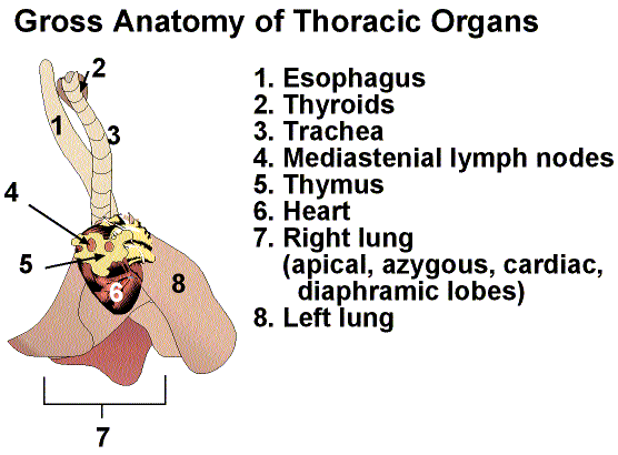 lobes of lungs. Identification of Lung Lobes
