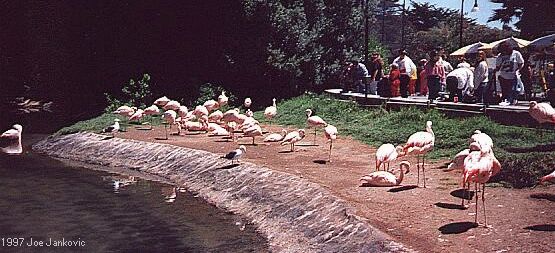 Long-Legged Pink Birds by Water