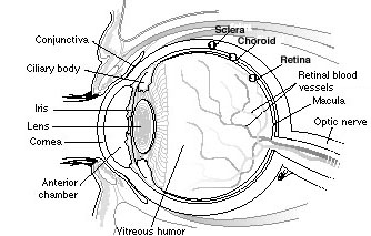 Structure and Function of the Eye