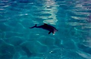 Dolphin on the bank