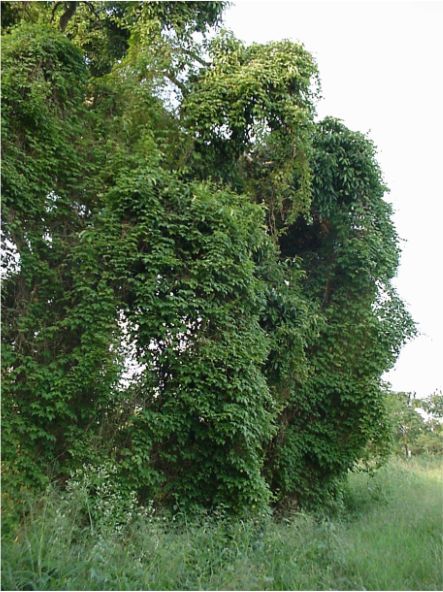 Uitheemse probleem plante Uitheemse probleem plante