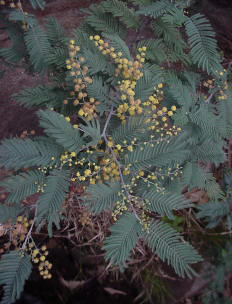 Uitheemse probleem plante Uitheemse probleem plante
