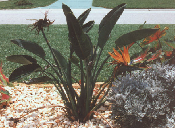 Plants In Our Garden Bird Of Paradise
