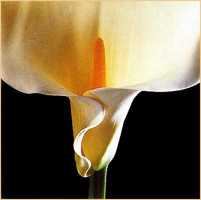 Lily Flowers Lily Flowers