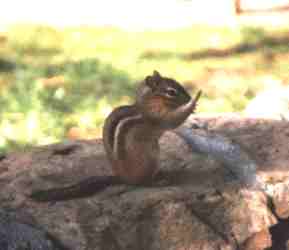 Chipmunk just outside of window