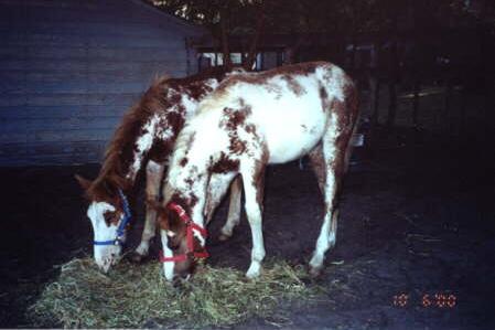 photo of two brown and white foals