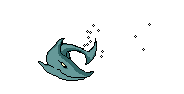 swimming shark