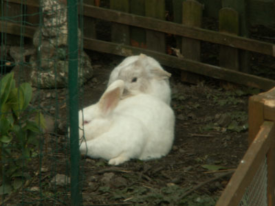 Rabbit