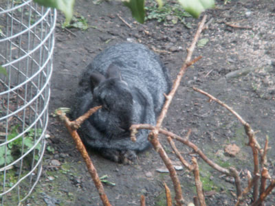 Rabbit