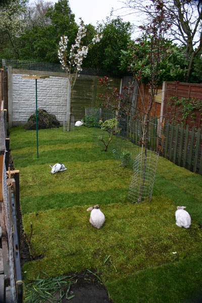 Rabbit