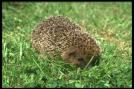 hedgehog wildlife gardens image.4