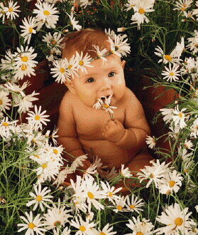 Baby Surrounded by White Daisies