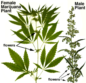 Pot, Female and Male