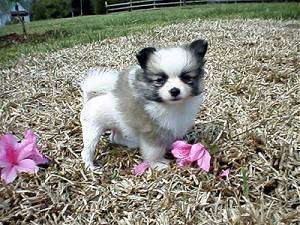 munchkin puppy dogs a s best friend munchkin puppy dogs a s best friend