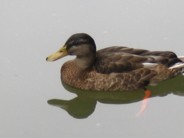 Click here to see Dutch animals.