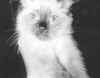 sindri as a kitten.jpg (17923 bytes)