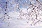 nat-snow on trees-01 copy.jpg (179354 bytes)