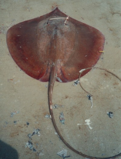 Stingray