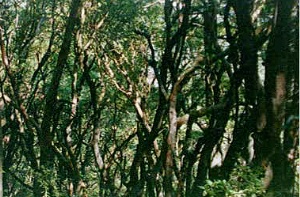 Stand of Madrone