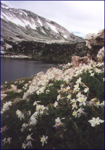 Columbine on the shores of Lookout Lake