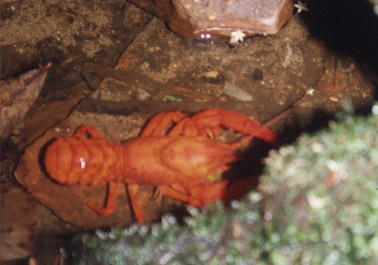 Canyon Locals