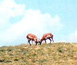 Dueling antelope