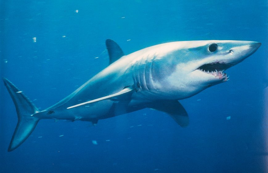 Mako Shark Pictures 94