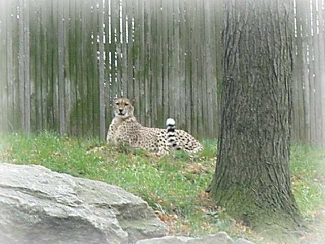Cheetah - Philadelphia Zoo