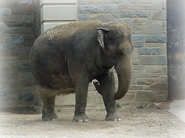 Asian Elephant - National Zoo