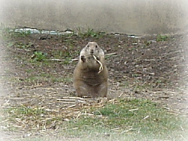 Prairie Dog - Philadelphia Zoo