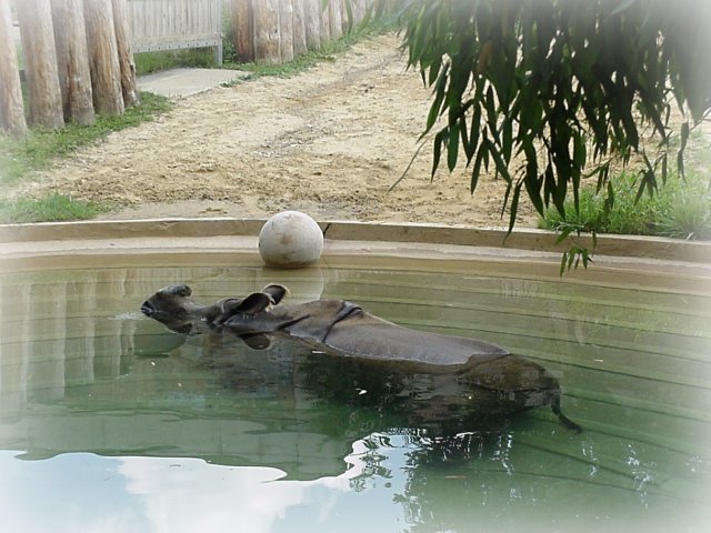 Rhinoceros - National Zoo