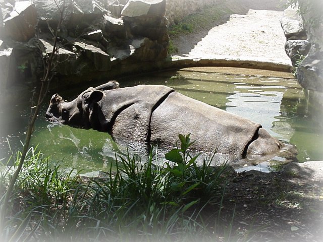 Rhinoceros - Philadelphia Zoo