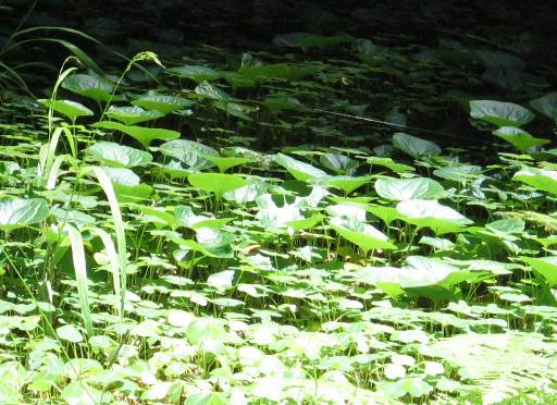 On the forest floor