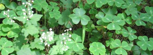 A carpet of green