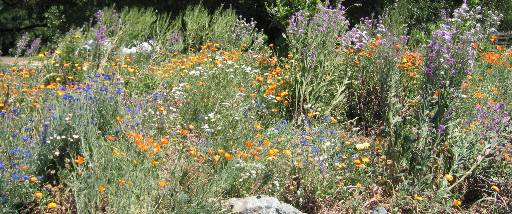 wow wildflowers