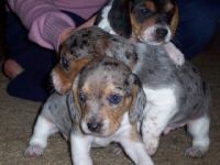 Dapple or Merle Colored Beagle