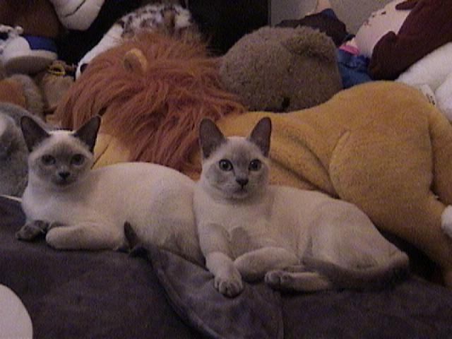are two Tonkinese kittens.