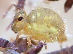 Katianna sp. (Collembola) from Australia
2009.08.29 © Hort, J.