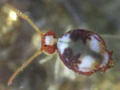 Katiannina macgillivrayi (Collembola) from the USA
2008.12.14 © Fleming, K.