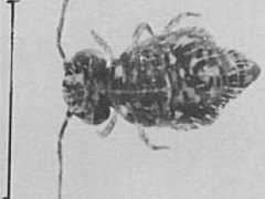 Katianna australis (Collembola) from Australia
After Greenslade P & Ireson JE, 1986 Fig.6