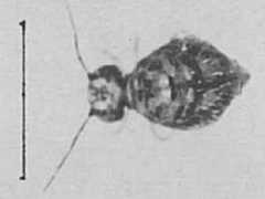 Katianna sp. cf. obscura (Collembola) from Australia
After Greenslade P & Ireson JE, 1986 Fig.5
