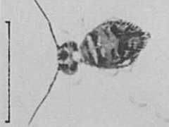 Katianna mucina (Collembola) from Australia
After Greenslade P & Ireson JE, 1986 Fig.3
