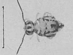 Katianna oceanica var. schoetti(sic) (Collembola) from Australia
After Greenslade P & Ireson JE, 1986 Fig.4
